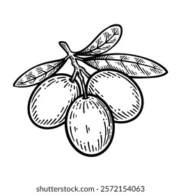 Hand Drawn Olive Branch, Olive Branch Line Art Engraving Style Vector Illustration