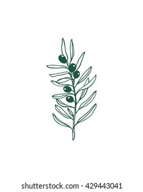 Hand drawn olive branch made in vector. Beautiful ink drawing. Perfect for logos or ex libris design.