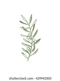 Hand drawn olive branch made in vector. Beautiful ink drawing. 