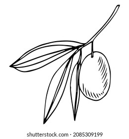 Hand drawn olive branch oil Greek illustration