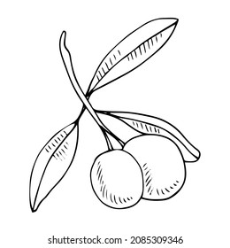 Hand drawn olive branch oil Greek illustration
