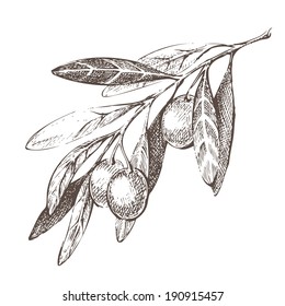 Hand drawn olive branch over white background