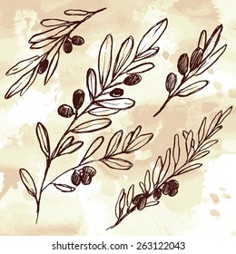 Hand drawn olive branch set. Design elements collection for label, pack