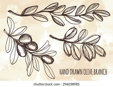 Hand drawn olive branch set. Design elements collection for label, pack