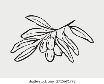 Hand drawn olive branch with single fruit and elongated leaves. Ideal for Mediterranean or botanical designs. Vector sketch illustration in vintage crayon charcoal style.