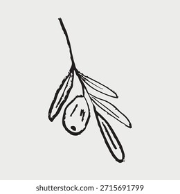 Rama de olivo dibujada a mano con una sola fruta y hojas alargadas. Ilustración de boceto de Vector en estilo vintage de carbón de crayón. Ideal para diseños mediterráneos o botánicos