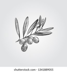 Hand Drawn Olive branch Sketch Symbol isolated on white background. Vector of Olives In Trendy Style. Olive in sketch style.