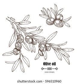 Hand drawn olive branch in sketch style. Vector illustration isolated on white background. Olive oil design elements