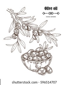 Hand drawn olive branch in sketch style. Vector illustration isolated on white background. Olive oil design elements.