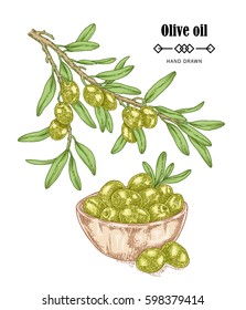 Hand drawn olive branch in sketch style. Vector illustration isolated on white background. Olive oil design elements