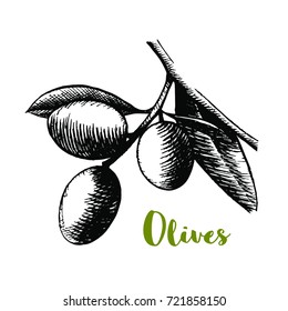 Hand drawn olive branch sketch vector illustration