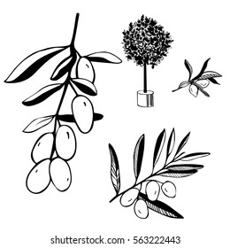 Hand drawn olive branch. Olive tree in flower pot. Vector illustration.