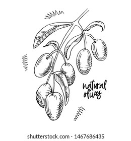 Hand drawn olive branch vector with berries and leaves. Olives logo. Fresh natural olive oil. Great for tags, tick, packaging.1