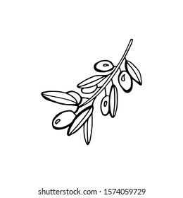 Hand drawn olive branch - vector illustration isolated on white backgrund