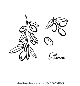 hand drawn olive branch - vector illustration on white background.