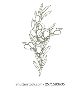 Hand drawn olive branch vector illustration with linear style and green outline. Minimalistic composition. elegant botanical elements for logos, packaging, prints, textiles, menu