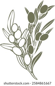 Hand drawn olive branch vector illustration with linear style and green outline. Minimalistic composition. elegant botanical elements for logos, packaging, prints, textiles, menu