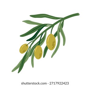 Ilustración vectorial de rama de olivo dibujada a mano con frutas maduras y hojas sobre fondo blanco