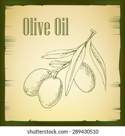 hand drawn olive branch, vector