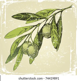 hand drawn olive branch - vector