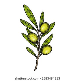 Hand Drawn Olive Branch, Vintage Engraving Style Vector Illustration