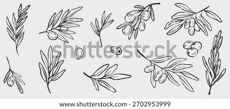 Hand drawn olive branches and individual olives with detailed leaves and shading. Vector sketch illustration in vintage crayon charcoal style. Olive tree branches, oil packaging