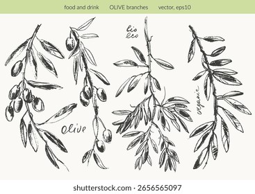 Hand drawn olive branches with leaves and berries ink sketches. For food and drink background, olive oil labels and packaging.