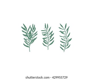 Hand drawn olive branches made in vector. Beautiful ink drawing. 