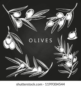 Hand drawn olive branches on vector chalk board isolated illustration