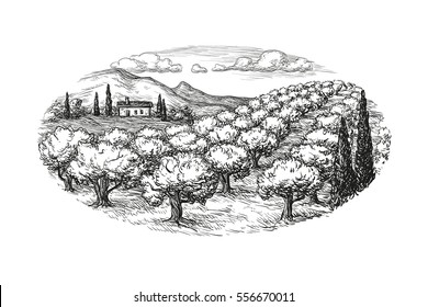 Hand drawn olive grove landscape. Isolated on white background. Vintage style vector illustration.