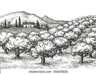 Hand drawn olive grove landscape. Vintage style vector illustration.