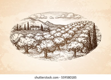 Hand drawn olive grove landscape on old paper background. Vintage style vector illustration.