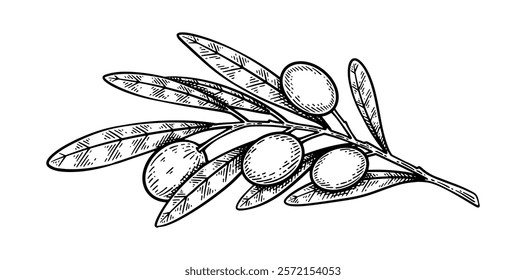 Hand drawn olive. Olive line art vector illustration