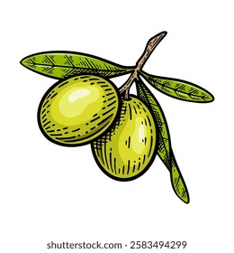 Hand drawn olive. Olive line art vector illustration