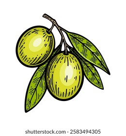 Hand drawn olive. Olive line art vector illustration