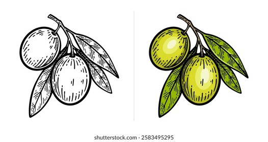 Hand drawn olive. Olive line art vector illustration