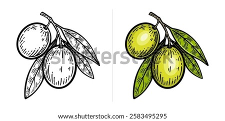 Hand drawn olive. Olive line art vector illustration
