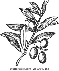 Hand drawn olive. Natural tree branch sketch