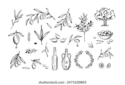 Hand drawn olive. Sketch branches, leaves and oil bottles, olive tree and wreaths for natural product designs. Isolated vector illustrations set