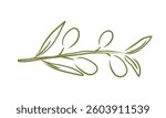 Hand drawn olive tree branch. Chalk charcoal olives. Minimal pencil brush for sketch, ink art, menu, tattoo, poster. Isolated doodle vector illustration.