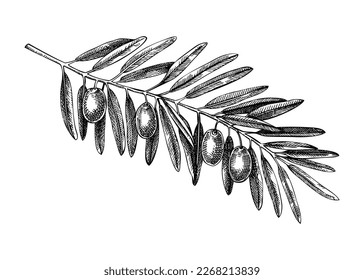 Rama de olivo dibujada a mano con hojas y boceto de frutas aisladas en fondo blanco. Dibujos botánicos de ramas de olivo en estilo grabado. Ilustración de vectores para el diseño de envases de aceite