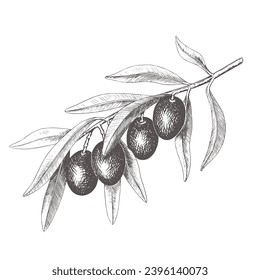 Hand drawn olive tree branch with olive fruit and leaves. Vintage botanical vector illustration isolated on white background. Engraved style. Botanical monochrome sketch in retro engraved style.