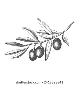 Hand drawn olive tree branch with olive fruit and leaves. Vintage botanical vector illustration isolated on white background. Engraved style. Botanical sketch in retro engraved style.