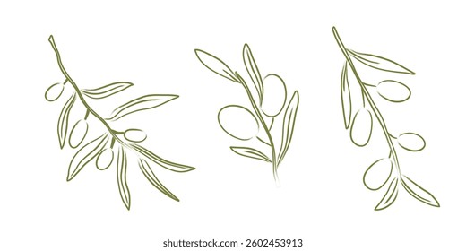 Hand drawn olive tree branch set. Chalk charcoal olives. Minimal pencil brush for sketch, ink art, menu, tattoo, poster. Isolated doodle vector illustration.
