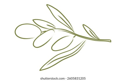 Hand drawn olive tree branch. Minimal pencil brush for sketch, ink art, menu, poster, tattoo. Chalk charcoal olives. Isolated doodle vector illustration.