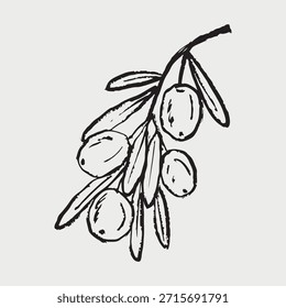 Rama de olivo dibujada a mano con aceitunas en negro. Dibujo de planta de estilo retro. Elemento de cocina italiana, griega. Ilustración de boceto de Vector en estilo vintage de carbón de crayón.