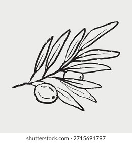 Hand drawn olive tree branch with olives in black. Vector sketch illustration in vintage crayon charcoal style. Retro style plant drawing. Italian, Greece cuisine element