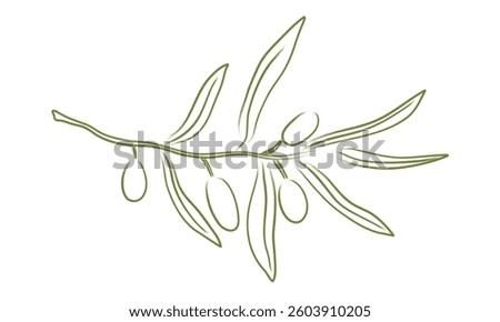 Hand drawn olive tree branch. Chalk charcoal olives. Minimal pencil brush for sketch, ink art, menu, tattoo, poster. Isolated doodle vector illustration.