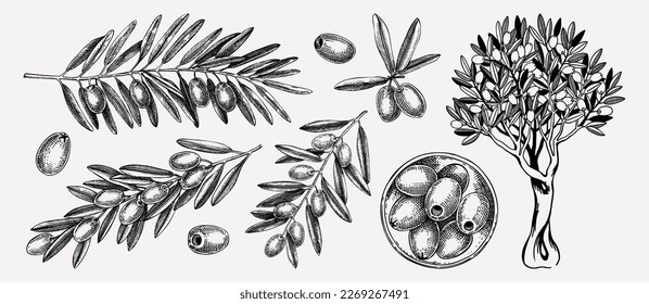 Handgezeichnete Olivenbäume mit Blättern und Früchten in einer Schüssel Skizze Sammlung einzeln auf weißem Hintergrund. Olivenbaumzeichnungen im Stilstil. Vektorgrafik für Ölverpackungen