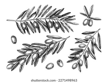 Hand drawn olive tree branches with leaves and fruit sketches collection isolated on white background. Olive tree twigs drawings in engraved style. Vector food illustration for oil packaging design